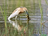 Uccelli ciconiiformi 30 - Sgarza ciuffetto.jpg